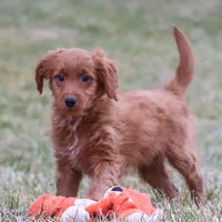 Prancer, a male Miniature Goldendoodle for sale in Millersburg, OH – Photo 3 of 7
