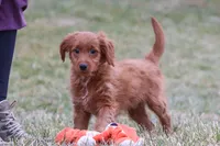 Prancer, a male Miniature Goldendoodle for sale in Millersburg, OH – Photo 3 of 7