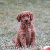 Prancer, a male Miniature Goldendoodle for sale in Millersburg, OH – Photo 2 of 7