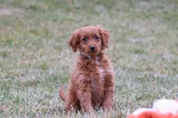 Prancer, a male Miniature Goldendoodle for sale in Millersburg, OH – Photo 2 of 7