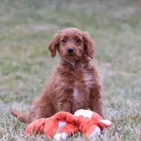 Prancer, a male Miniature Goldendoodle for sale in Millersburg, OH – Photo 6 of 7
