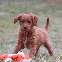 Prancer, a male Miniature Goldendoodle for sale in Millersburg, OH – Photo 4 of 7