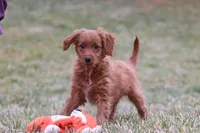 Prancer, a male Miniature Goldendoodle for sale in Millersburg, OH – Photo 4 of 7