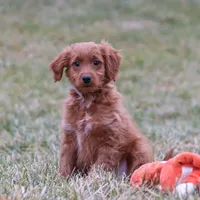 Prancer, a male Miniature Goldendoodle for sale in Millersburg, OH – Photo 1 of 7