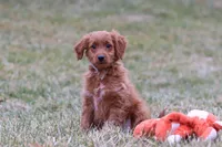 Prancer, a male Miniature Goldendoodle for sale in Millersburg, OH – Photo 1 of 7