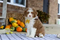 Mason, a male Miniature Aussiedoodle for sale in Millersburg, OH – Photo 1 of 6