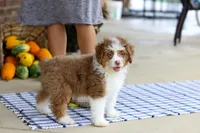 Mason, a male Miniature Aussiedoodle for sale in Millersburg, OH – Photo 6 of 6