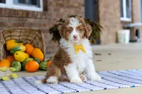 Mason, a male Miniature Aussiedoodle for sale in Millersburg, OH – Photo 3 of 6