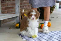 Mason, a male Miniature Aussiedoodle for sale in Millersburg, OH – Photo 4 of 6
