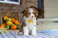 Mason, a male Miniature Aussiedoodle for sale in Millersburg, OH – Photo 2 of 6