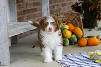 Mason, a male Miniature Aussiedoodle for sale in Millersburg, OH – Photo 5 of 6