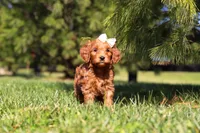 Holly, a female Miniature Goldendoodle for sale in Millersburg, OH – Photo 3 of 5