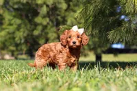 Holly, a female Miniature Goldendoodle for sale in Millersburg, OH – Photo 5 of 5