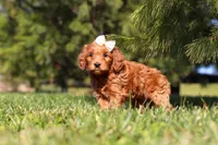 Holly, a female Miniature Goldendoodle for sale in Millersburg, OH – Photo 2 of 5