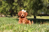 Holly, a female Miniature Goldendoodle for sale in Millersburg, OH – Photo 1 of 5