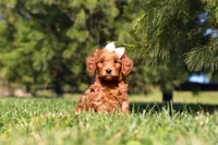 Holly, a female Miniature Goldendoodle for sale in Millersburg, OH – Photo 4 of 5