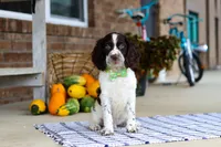 Bentley, a male English Springer Spaniel for sale in Millersburg, OH – Photo 4 of 8