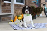 Bentley, a male English Springer Spaniel for sale in Millersburg, OH – Photo 8 of 8