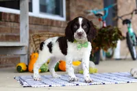 Bentley, a male English Springer Spaniel for sale in Millersburg, OH – Photo 6 of 8