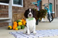 Bentley, a male English Springer Spaniel for sale in Millersburg, OH – Photo 5 of 8