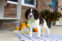 Bentley, a male English Springer Spaniel for sale in Millersburg, OH – Photo 7 of 8