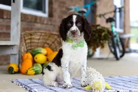 Bentley, a male English Springer Spaniel for sale in Millersburg, OH – Photo 3 of 8