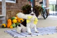 Bentley, a male English Springer Spaniel for sale in Millersburg, OH – Photo 2 of 8