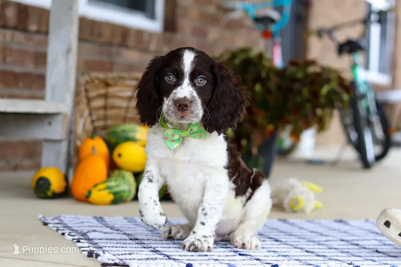 Bentley, a male English Springer Spaniel for sale in Millersburg, OH – Photo 1 of 8