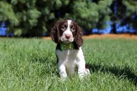 Wesley, a male English Springer Spaniel for sale in Millersburg, OH – Photo 1 of 5
