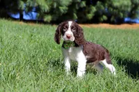 Wesley, a male English Springer Spaniel for sale in Millersburg, OH – Photo 3 of 5