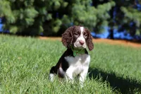 Wesley, a male English Springer Spaniel for sale in Millersburg, OH – Photo 2 of 5