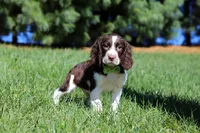 Wesley, a male English Springer Spaniel for sale in Millersburg, OH – Photo 4 of 5