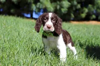Wesley, a male English Springer Spaniel for sale in Millersburg, OH – Photo 5 of 5
