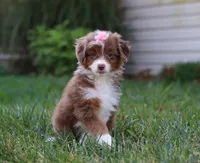 Emmy, a female Miniature Aussiedoodle for sale in Millersburg, OH – Photo 1 of 7