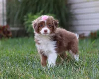 Emmy, a female Miniature Aussiedoodle for sale in Millersburg, OH – Photo 6 of 7