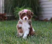 Emmy, a female Miniature Aussiedoodle for sale in Millersburg, OH – Photo 5 of 7