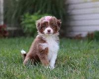 Emmy, a female Miniature Aussiedoodle for sale in Millersburg, OH – Photo 3 of 7