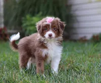 Emmy, a female Miniature Aussiedoodle for sale in Millersburg, OH – Photo 7 of 7