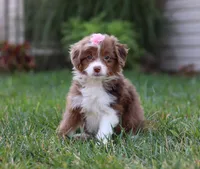 Emmy, a female Miniature Aussiedoodle for sale in Millersburg, OH – Photo 2 of 7