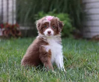 Emmy, a female Miniature Aussiedoodle for sale in Millersburg, OH – Photo 4 of 7