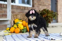 Dina, a female Cavapoo for sale in Millersburg, OH – Photo 5 of 5