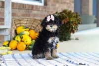 Dina, a female Cavapoo for sale in Millersburg, OH – Photo 4 of 5