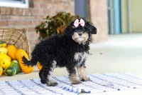 Dina, a female Cavapoo for sale in Millersburg, OH – Photo 3 of 5