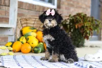 Dina, a female Cavapoo for sale in Millersburg, OH – Photo 1 of 5