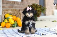 Dina, a female Cavapoo for sale in Millersburg, OH – Photo 2 of 5