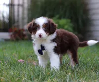Charlie, a male Miniature Aussiedoodle for sale in Millersburg, OH – Photo 4 of 4