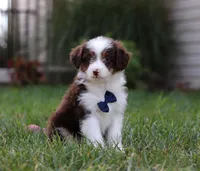 Charlie, a male Miniature Aussiedoodle for sale in Millersburg, OH – Photo 3 of 4
