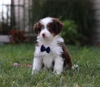 Charlie, a male Miniature Aussiedoodle for sale in Millersburg, OH – Photo 2 of 4
