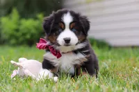 Oakley, a male Miniature Australian Shepherd for sale in Millersburg, OH – Photo 1 of 6
