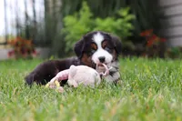 Oakley, a male Miniature Australian Shepherd for sale in Millersburg, OH – Photo 4 of 6